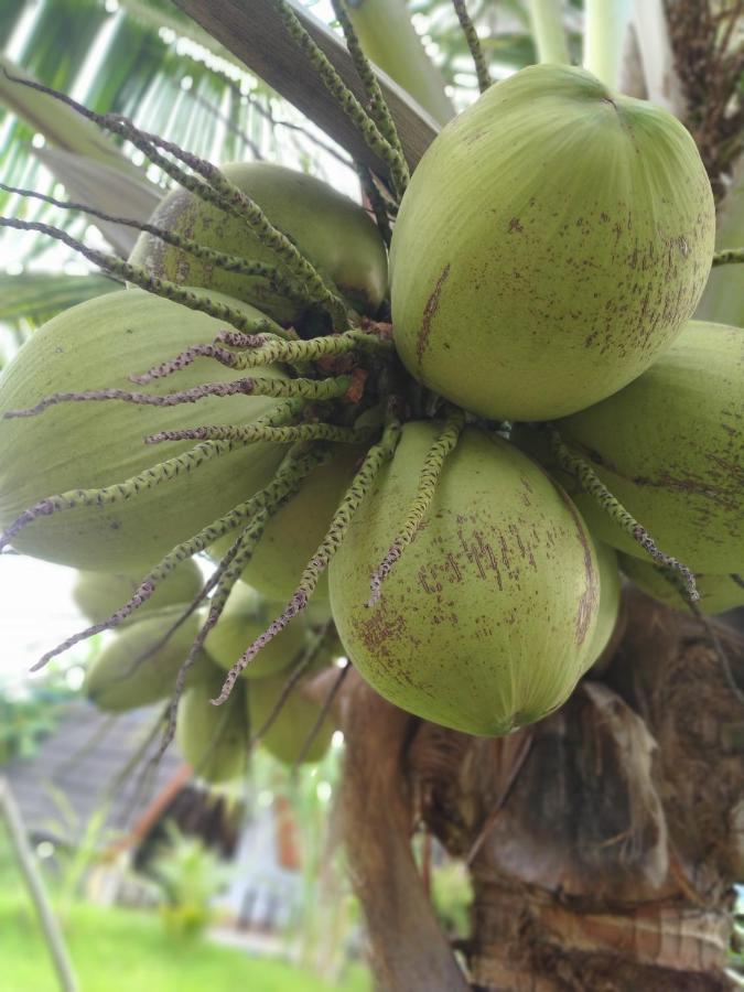Coconut Gili Meno Hotel Luaran gambar